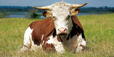 Stier Kuh Kühe Rinder Australien