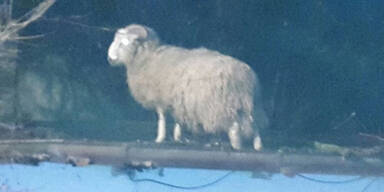 Kurios: Schaf saß auf Hausdach fest