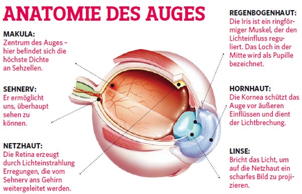 Auge