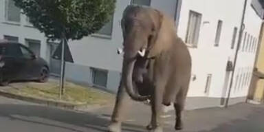 Ausgebüxter Zirkus-Elefant