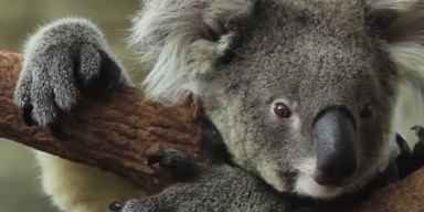 Australien Koalas 1.PNG