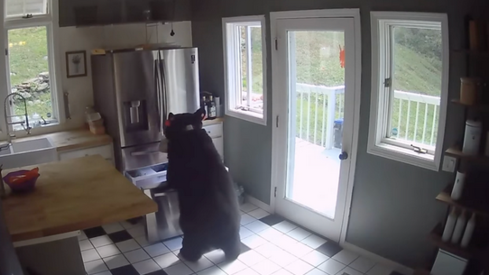 Bär bricht in Haus ein: Diebesgut überrascht - oe24.at