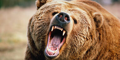 Wilder Bär attackiert Landwirt