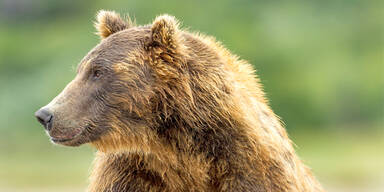 Salzburg: Keine Spur vom Bären