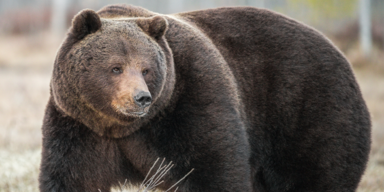 DIESES Land sucht jetzt den fettesten Braunbär