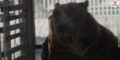 Vier Pfoten bringt vier slowenische Bären nach Österreich