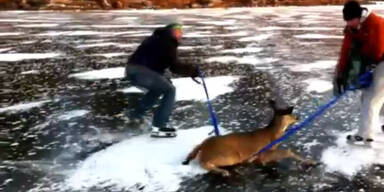 "Bambi" auf Eis gefangen: Rührende Rettung