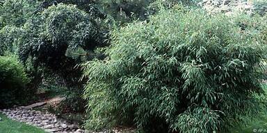 Bambus kann sogar Boden-Platten hochheben