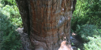 Ältester Baum