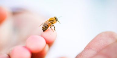 Insektengift: SO gefährlich sind Bienen- und Wespenstiche wirklich