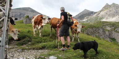 Hunde Wanderer Kühe