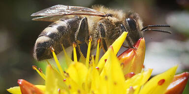 Mysteriöses Bienen-Sterben in Österreich