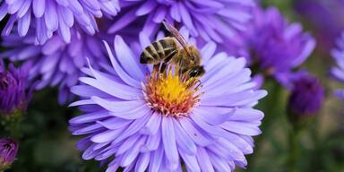 Biene - Tierschutz CH - Unsere Tiere - Sendung 03032019 - Bienensterben - Blüte