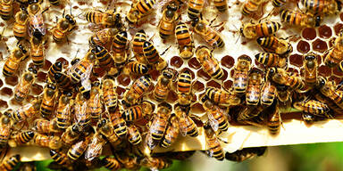Bis zu 800 Nistplätze für Wildbienen