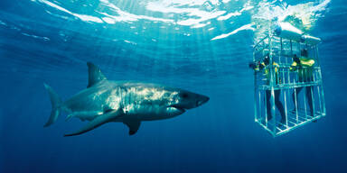 Mexiko will 'Hai'-Tourismus einen Riegel vorschieben