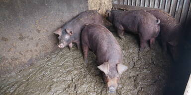 VGT deckt skandalöse Zustände in Schweinebetrieb auf