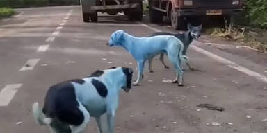 Blaue Hunde Indien