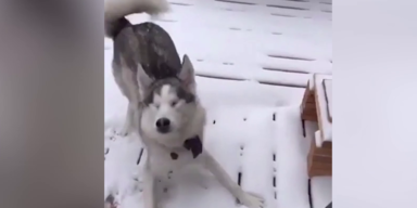 Blinder Hund in Schnee