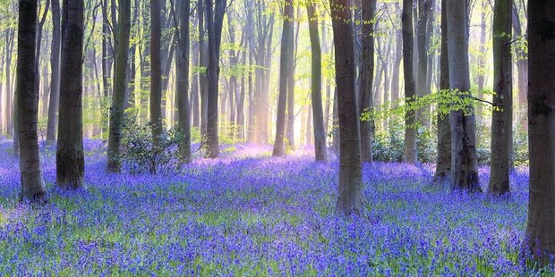 Englands blaue Blüten