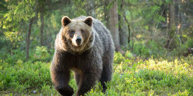 Wolf und Bär sorgen in Tirol für Aufsehen