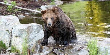 Braunbär