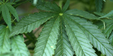 Lehrling machte blau - Polizei fand Cannabis