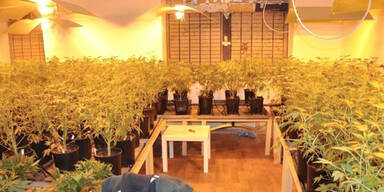 Cannabis-Plantage entdeckt