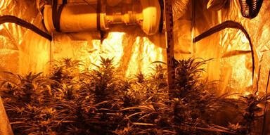 Cannabis-Gewächsanlage in Wohnung entdeckt