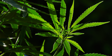 Cannabis-Anbau wird zum Schulfach