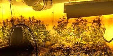 Polizisten "erschnüffelten" Cannabis-Pflanzung