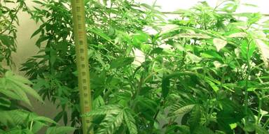 Cannabis-Plantage im großen Stil