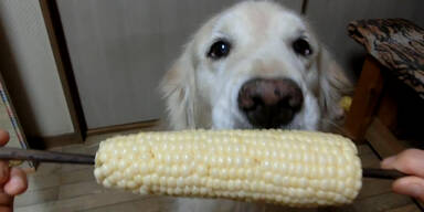Hund frisst Maiskolben