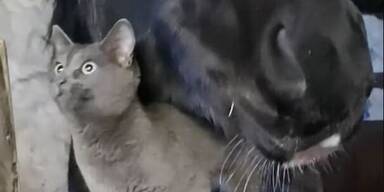 TikTok: Pferd begrüßt Katze mit einem feuchten Kuss