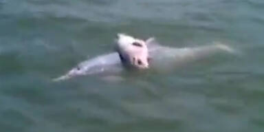 Delfin trägt totes Junges aufs offene Meer