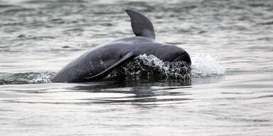 Delfin-Sterben: Italien schlägt Alarm