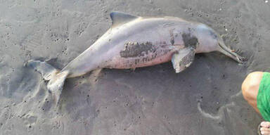Baby-Delfin stirbt qualvoll nach Strand-Selfies