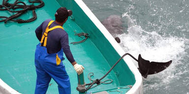 Delfinjäger attackierten Muttertiere mit Babys