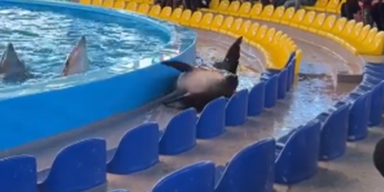 Delfin springt bei Live-Vorführung aus Becken