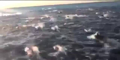 100.000 Delfine vor San Diego gesichtet