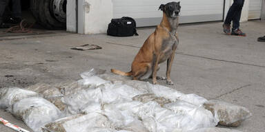 Polizeihund "Frankie" erschnüffelt 25 Kilo Marihuana in Drogen-Bus