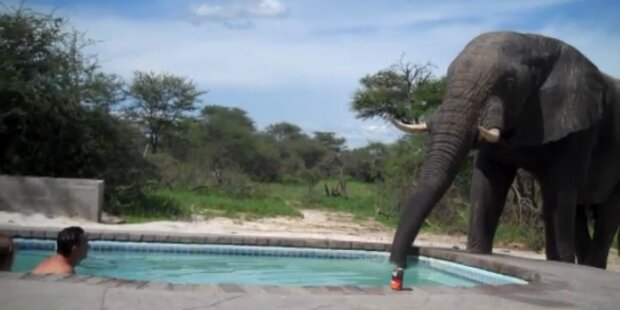 Schock: Ein Elefant crasht Pool-Party