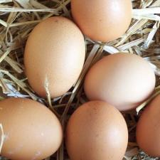 Eier