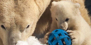 Süßes Eisbärbaby stirbt in Berliner Zoo