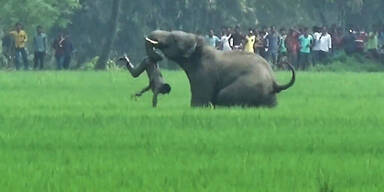 Elefanten-Attacke Indien