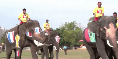 Elefant-Meter in Thailand Dickhäuter spielen Fußball.png