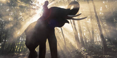 Elefant Thailand Reiten