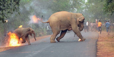 Elefant angezunden