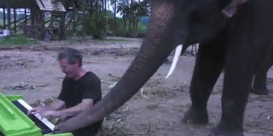 Elefant spielt Duett mit Mann am Klavier