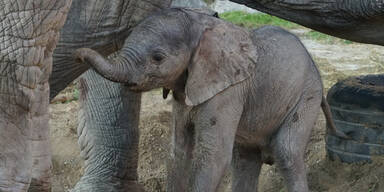 Schönbrunn jubelt über Elefanten-Baby