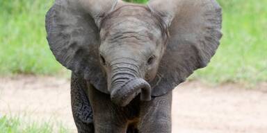 Elf Mängel: Elefanten-Transport gestoppt